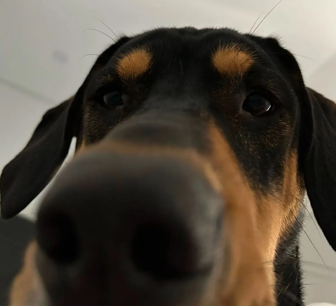 Black dog with nose very close to camera